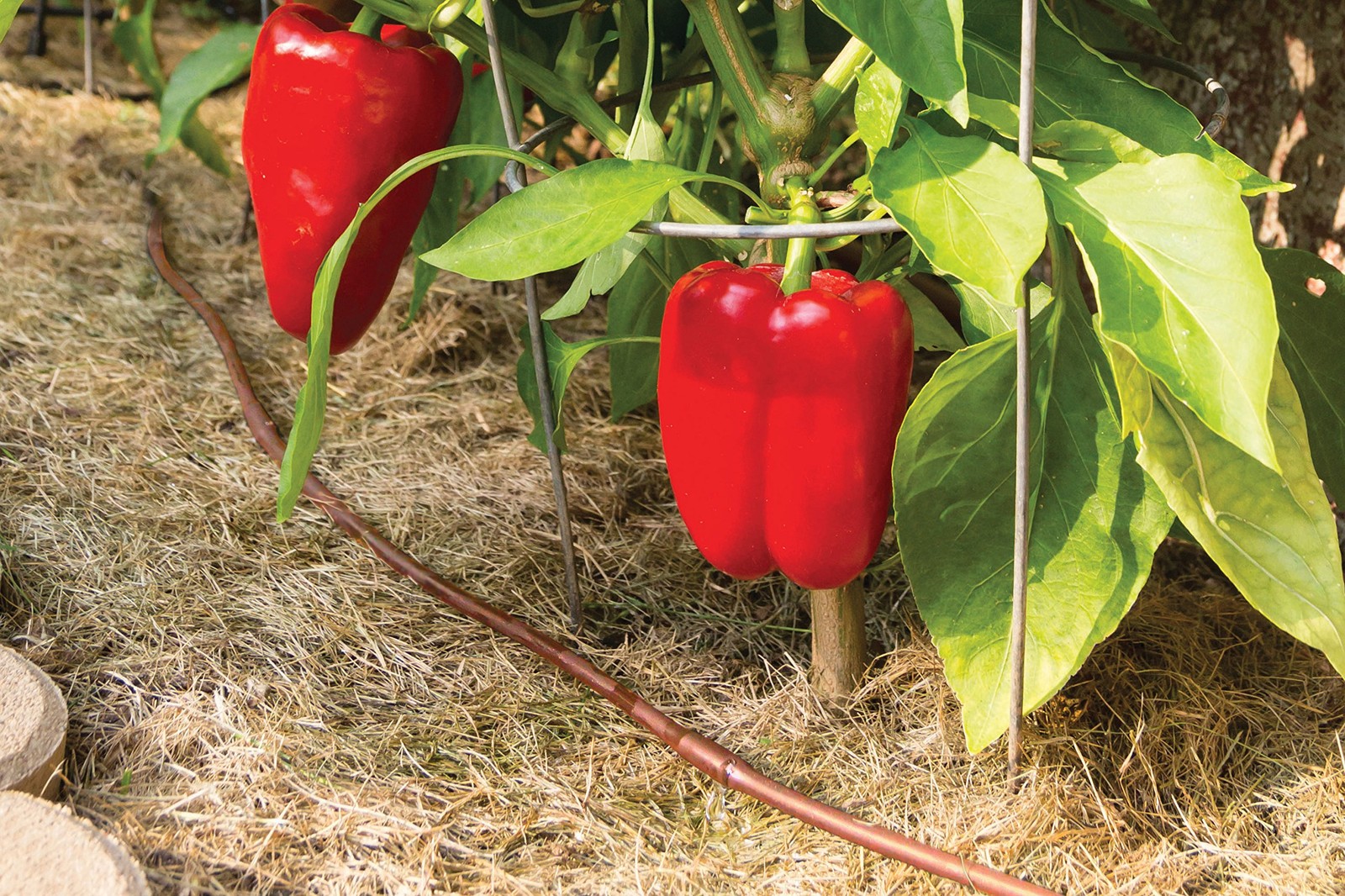 Rain Bird Gardenkit Drip Irrigation Raised Bed Garden Watering Kit